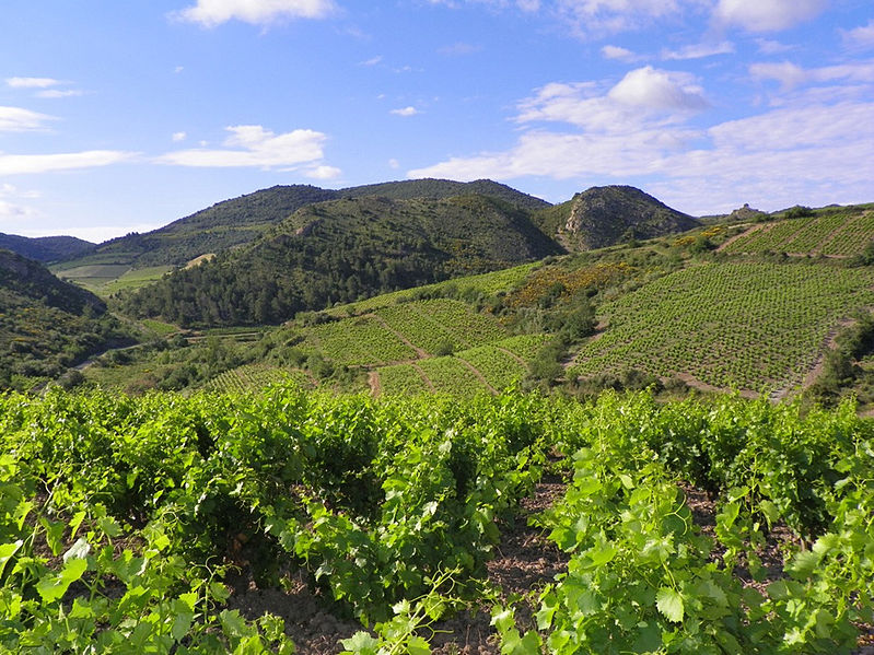 Languedoc Roussillon vineyard
